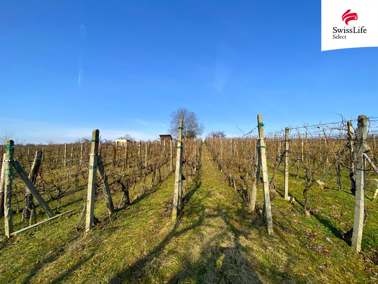 Prodej sadu, vinice 1748 m2, Bzenec