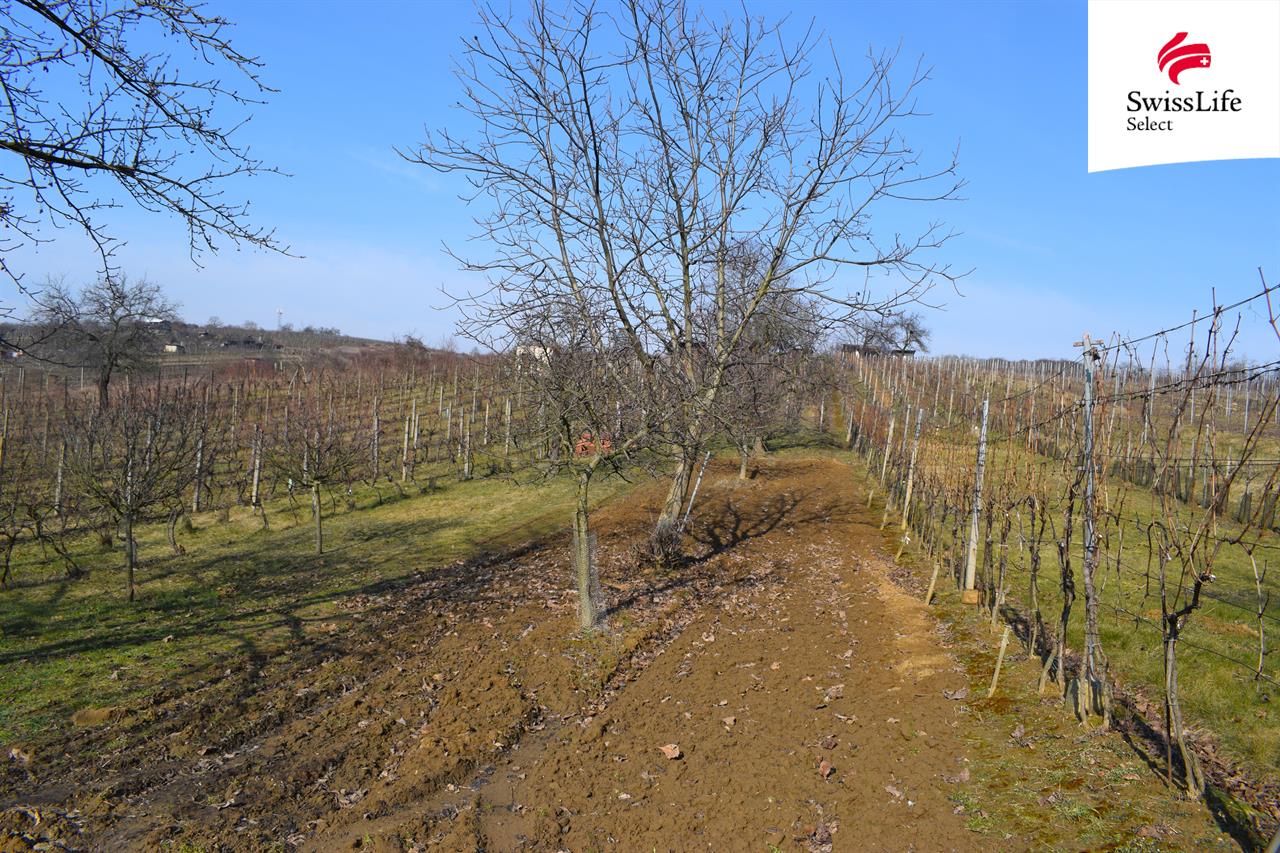 Prodej sadu, vinice 1748 m2, Bzenec