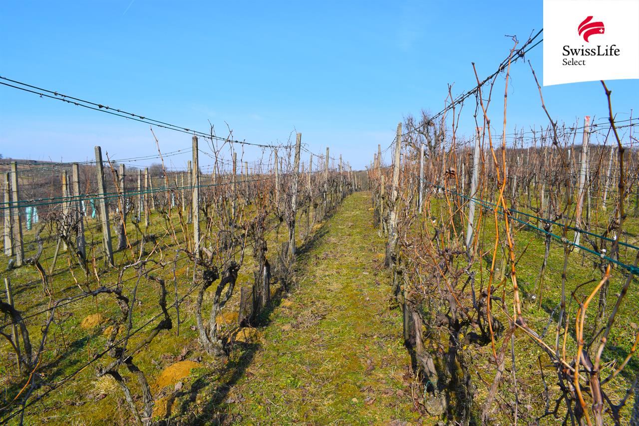 Prodej sadu, vinice 1748 m2, Bzenec