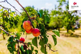 Prodej zahrady 1587 m2, Znojmo