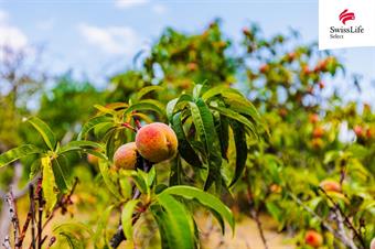 Prodej zahrady 1587 m2, Znojmo