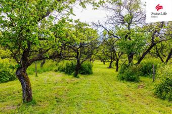 Prodej sadu, vinice 3876 m2, Židlochovice