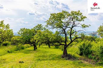 Prodej sadu, vinice 3876 m2, Židlochovice