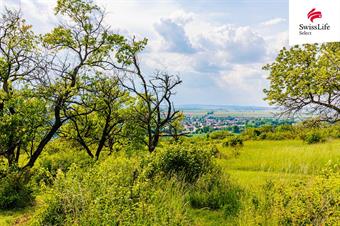 Prodej sadu, vinice 3876 m2, Židlochovice