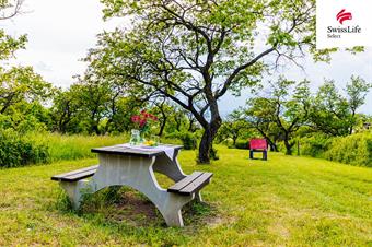 Prodej sadu, vinice 3876 m2, Židlochovice