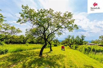 Prodej sadu, vinice 3876 m2, Židlochovice