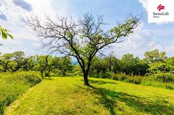 Prodej sadu, vinice 3876 m2, Židlochovice