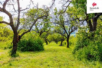 Prodej sadu, vinice 3876 m2, Židlochovice