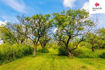 Prodej sadu, vinice 3876 m2, Židlochovice