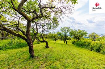 Prodej sadu, vinice 3876 m2, Židlochovice