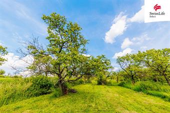 Prodej sadu, vinice 3876 m2, Židlochovice