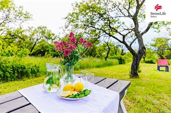 Prodej sadu, vinice 3876 m2, Židlochovice