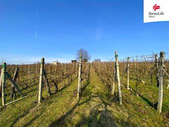 Prodej sadu, vinice 1748 m2, Bzenec