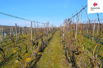 Prodej sadu, vinice 1748 m2, Bzenec