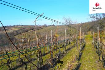 Prodej sadu, vinice 1748 m2, Bzenec