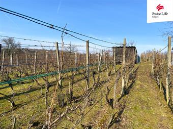 Prodej sadu, vinice 1748 m2, Bzenec