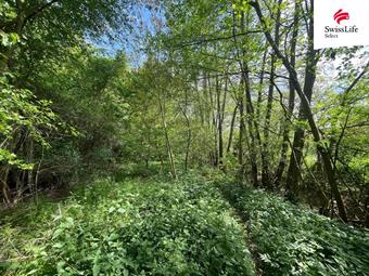 Prodej lesa 6071 m2, Horní Dunajovice