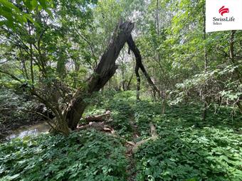 Prodej lesa 6071 m2, Horní Dunajovice