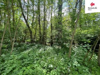 Prodej lesa 6071 m2, Horní Dunajovice